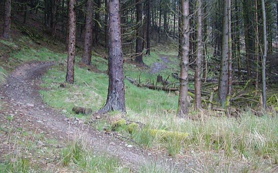 Singletrack Proposal